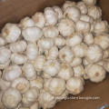 fresh garlic shandong garlic price China garlic